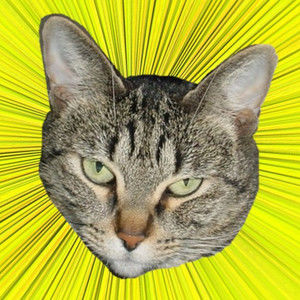 Meet your Posher, Kris